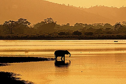 Jungle Legends: Untold Stories From India’s Most Famous National Parks