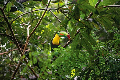 A Birdwatcher’s Ultimate Guide To Exploring Costa Rica’s Rainforests