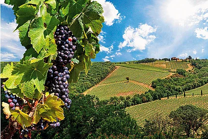 A Wine Trail Through Tuscany: Two Weeks Of Discovering The Region's Best Reds